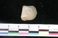 藏品(黃珍珠蛤)的圖片